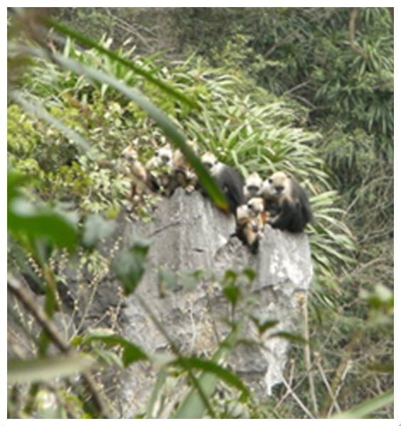 中国の石灰岩の崖にすむ葉食ザル